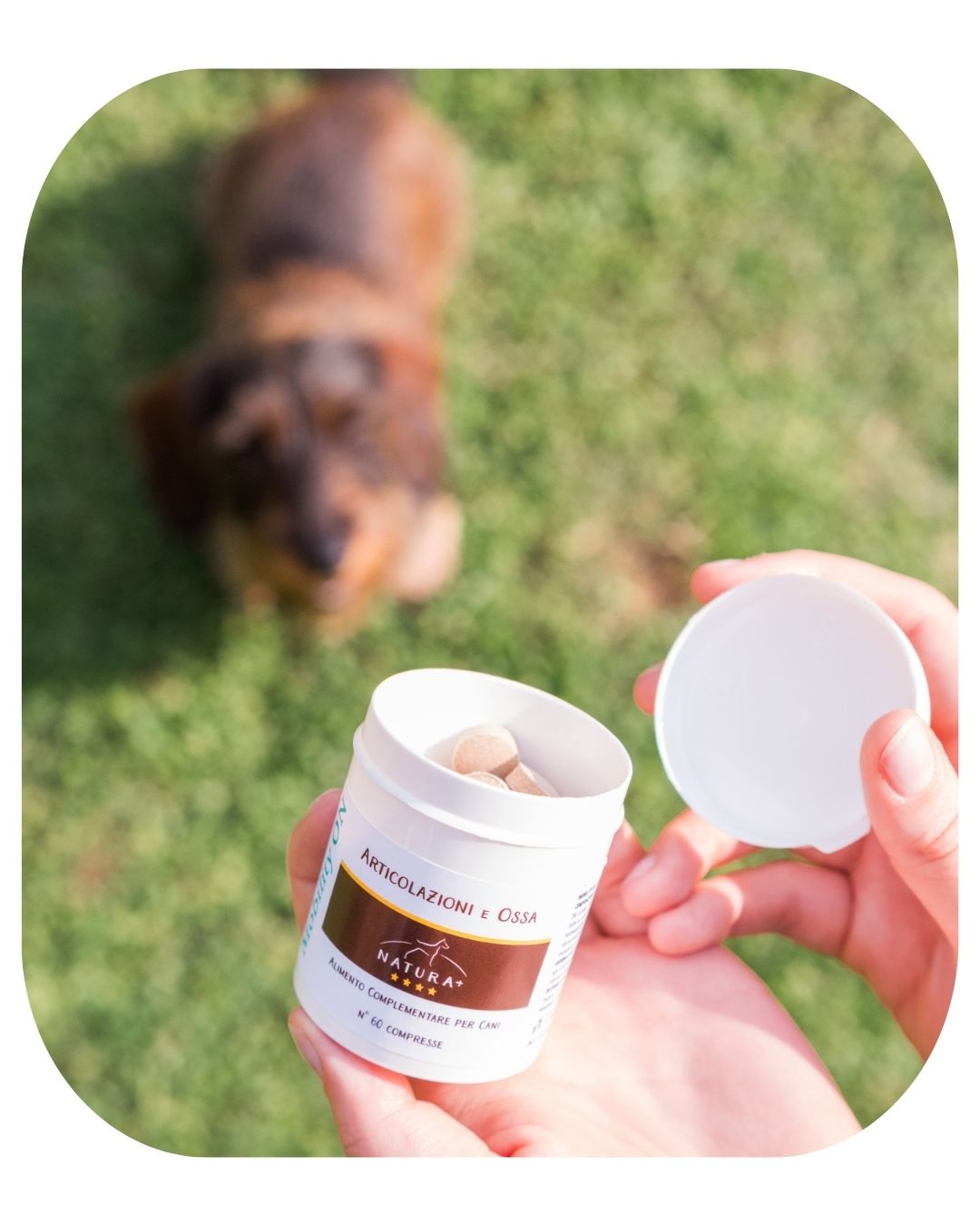 Dog Supplements